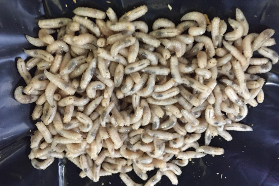 Live Fishing Bait Maggots – Forked Tree Ranch