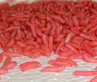 Fishing Bait Maggots - Pink